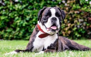 Best Dog Food For American Bully