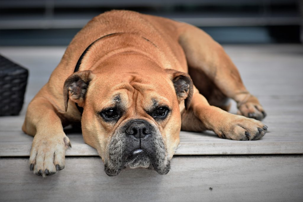 what to do if your dog has diarrhea