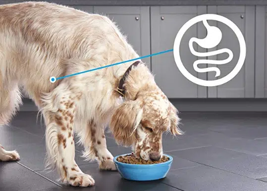 best dog food for sensitive stomach and diarrhea