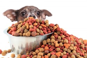 best dog food to gain weight and muscle