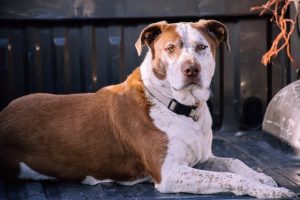 What to Give a Dog for Upset Stomach and Vomiting