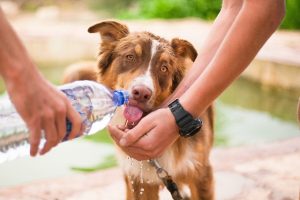 how much water should a puppy drink during potty training