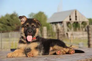 how much to feed german shepherd puppy