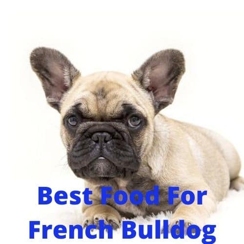 Best Food For French Bulldog