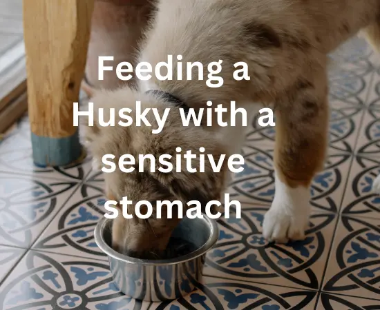 feed my husky with an upset stomach