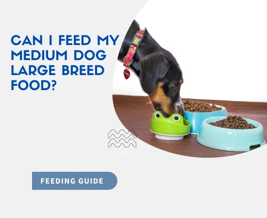 Can I Feed My Medium Dog Large Breed Food